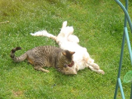ca c mon chien et mon chat